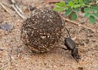 06) Dung Beetle.jpg